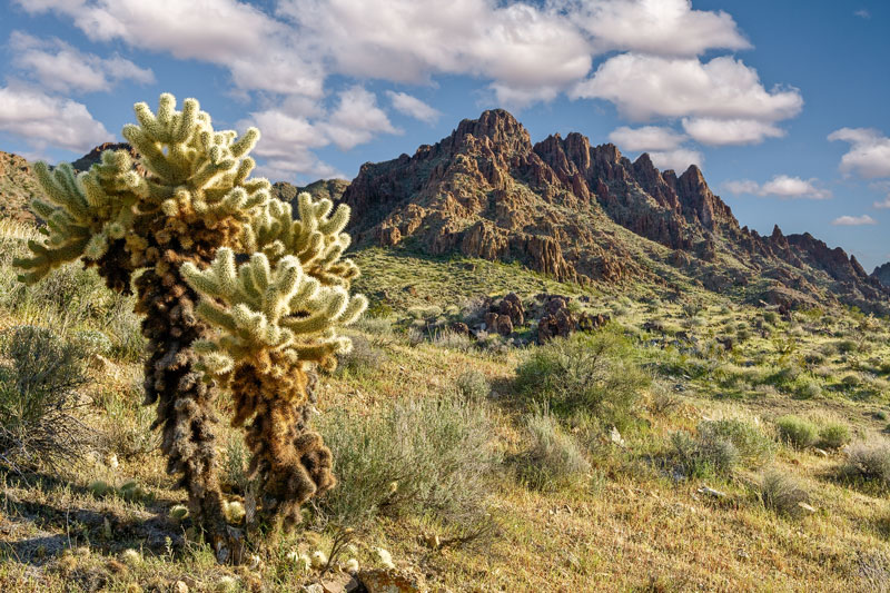 bullhead az
